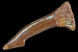 Cretaceous Giant Sawfish (Onchopristis) Rostral Barb #72716-1